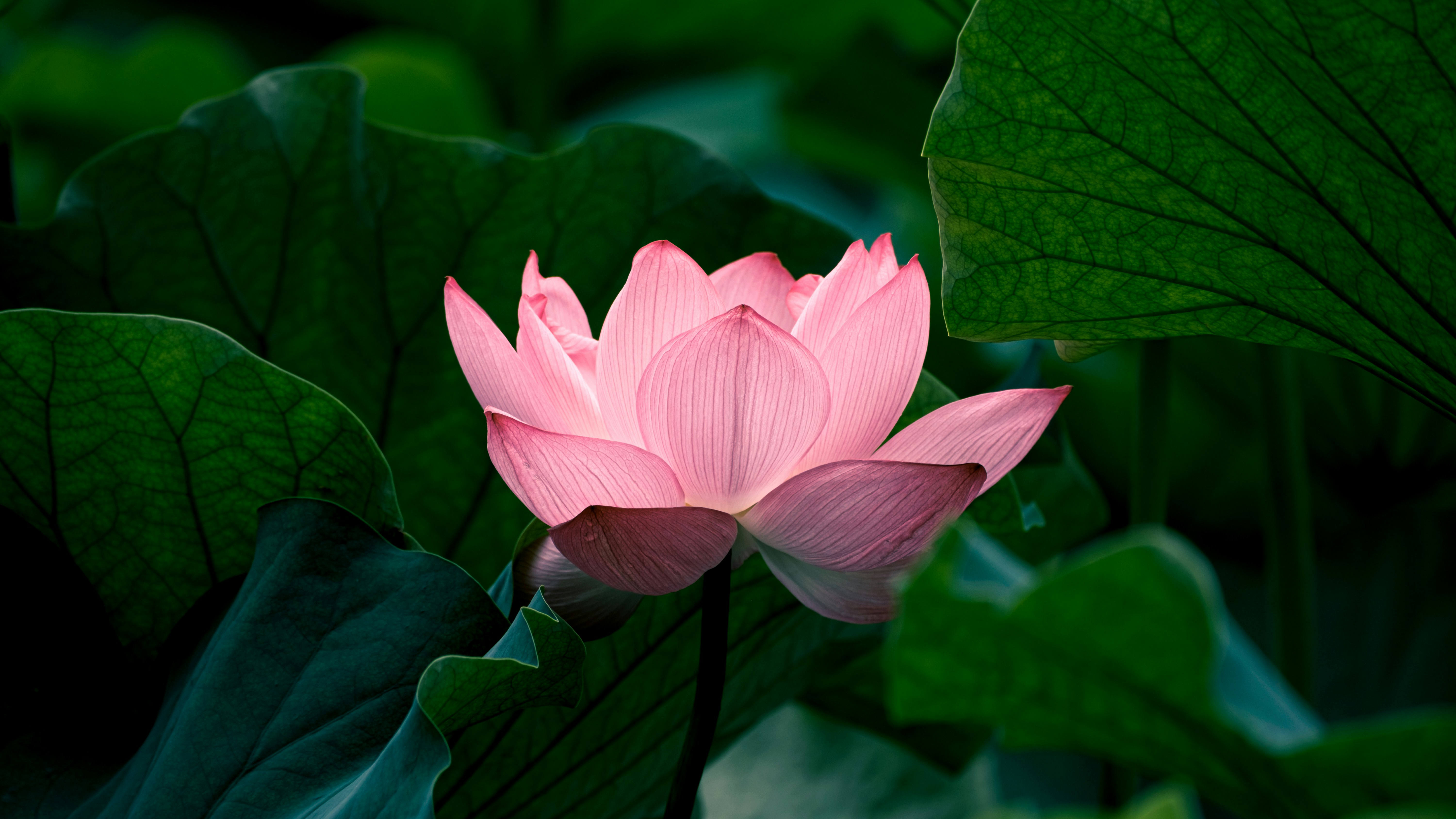 Une profonde sensation de relaxation